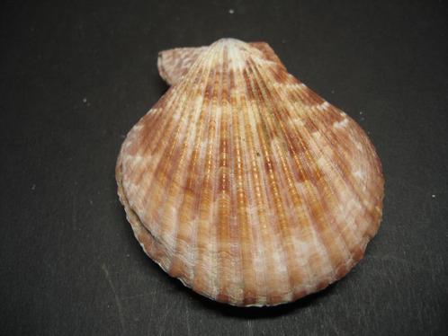 Schelpen: Mimachlamys sanguinea  Linnaeus, 1758.  F++, Verzamelen, Mineralen en Fossielen, Schelp(en), Ophalen of Verzenden