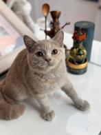 Brits korthaar latent DBE, Dieren en Toebehoren, Katten en Kittens | Raskatten | Korthaar, Meerdere dieren, Gechipt, 0 tot 2 jaar