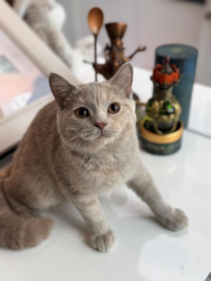 Brits korthaar latent DBE, Dieren en Toebehoren, Katten en Kittens | Raskatten | Korthaar, Meerdere dieren, 0 tot 2 jaar, Met stamboom