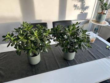 Crassula Ovata (Jadeplant) - Vetplant, prijs per stuk! beschikbaar voor biedingen