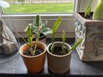 Epiphyllum anguliger (zaagcactus) stekjes te koop, Ophalen of Verzenden, Cactus, Volle zon, Minder dan 100 cm