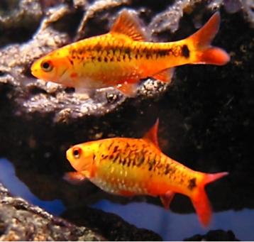 Prachtige school barbelen beschikbaar voor biedingen