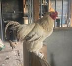 Brahma haan, Dieren en Toebehoren, Pluimvee, Mannelijk, Kip