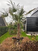 palmboom, Bloeit niet, 100 tot 250 cm, Palmboom, Ophalen