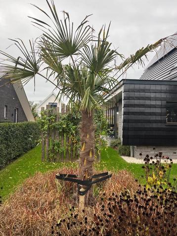 palmboom beschikbaar voor biedingen