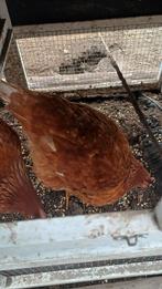 4 kippen, Dieren en Toebehoren, Pluimvee, Vrouwelijk, Kip