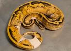 Python regius pastel piebald dametje, Dieren en Toebehoren, Reptielen en Amfibieën, Slang