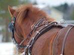 Groot assortiment tuigen voor uw marathonwagen, Dieren en Toebehoren, Paarden en Pony's | Hoofdstellen en Tuigage, Nieuw