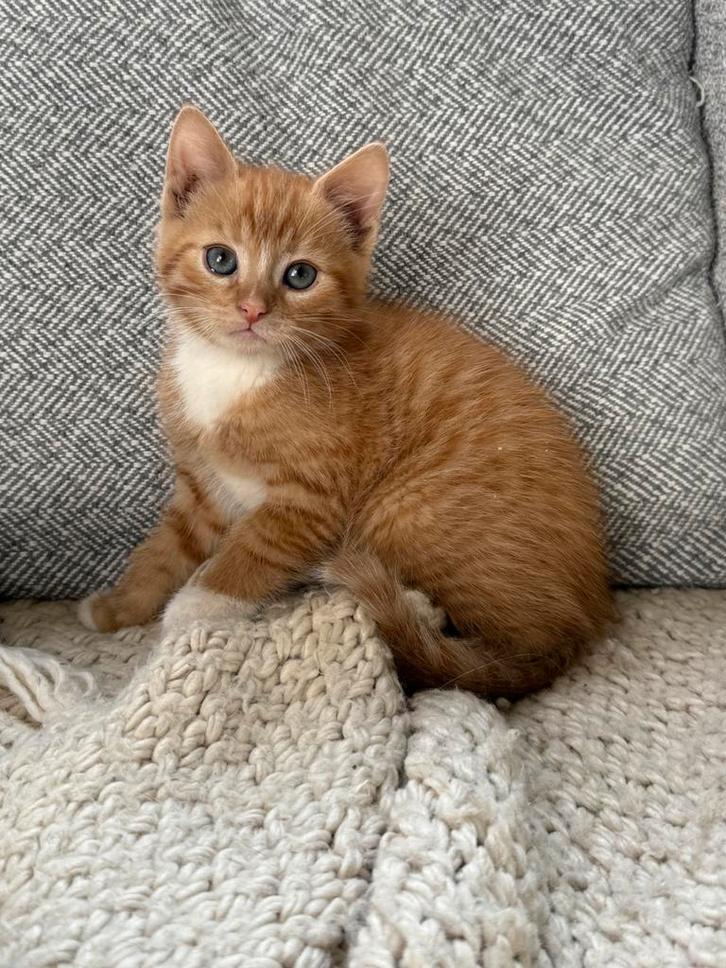 2 nestjes kittens aangeboden. Tijger lapjes en rood, Dieren en Toebehoren, Katten en Kittens | Overige Katten, Kortharig, Meerdere dieren