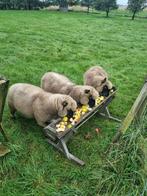 Clun Forest rammen, Mannelijk, Schaap, 0 tot 2 jaar