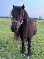 Lieve drachtige Shetlander merrie te koop., Dieren en Toebehoren, Merrie