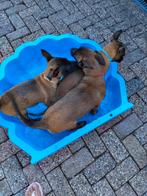 Mechelse herder pups, Dieren en Toebehoren, CDV (hondenziekte), 8 tot 15 weken, Meerdere, Meerdere dieren