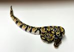 0.1 Orange dream 100% het clown ball python, Slang, Tam, 0 tot 2 jaar