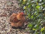Cochin krul haan  6 mnd oud, Mannelijk, Kip