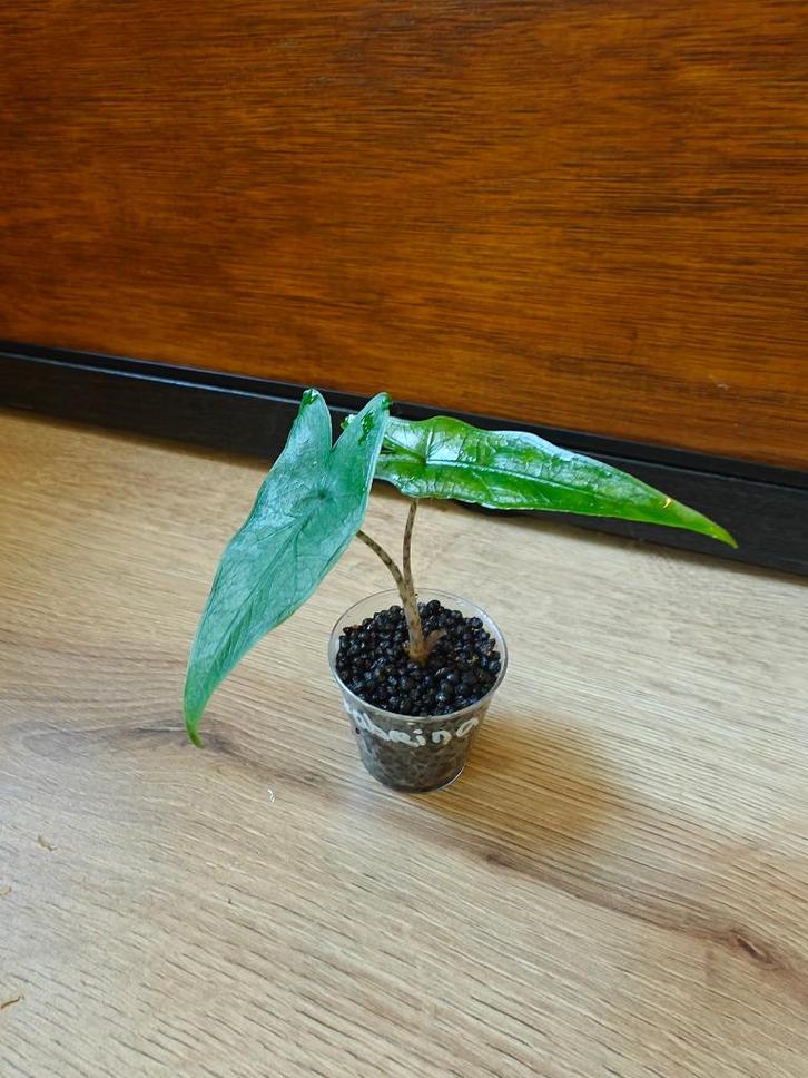 Alocasia sabrina narrow plantje/stekje, Huis en Inrichting, Kamerplanten, Minder dan 100 cm, Halfschaduw, Ophalen of Verzenden