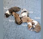 5 knappe pups geboren!, Dieren en Toebehoren, 8 tot 15 weken, Collie, Geslacht onbekend, Meerdere