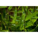 Fargesia Nitida 'winter Joy' - Bamboe g29347, Tuin en Terras, Planten | Tuinplanten, Ophalen of Verzenden