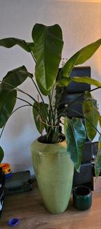 Vaas, plantenbak, bloempot, woonaccessoire, Ophalen, Nieuw, Overige kleuren, Glas