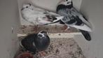 Mooie jongen, Dieren en Toebehoren, Vogels | Duiven, Mannelijk