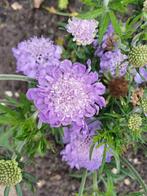 Scabiosa Columbaria, Tuin en Terras, Ophalen of Verzenden, Voorjaar, Volle zon, Zaad