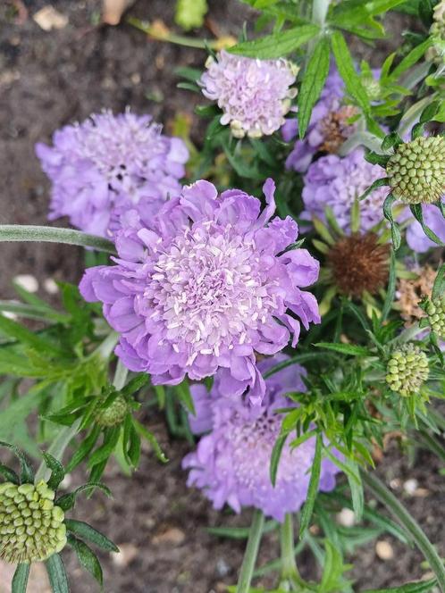 Scabiosa Columbaria, Tuin en Terras, Bloembollen en Zaden, Zaad, Voorjaar, Volle zon, Ophalen of Verzenden
