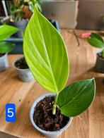 Rhaphidophora decursiva, Huis en Inrichting, Kamerplanten, Ophalen of Verzenden, Halfschaduw, Minder dan 100 cm