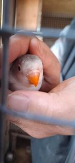 Agapornis, Dieren en Toebehoren, Vogels | Parkieten en Papegaaien, Geslacht onbekend, Dwergpapegaai of Agapornis, Tam