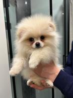 Pomeranian, Keeshond, Reu, 8 tot 15 weken, Parvo