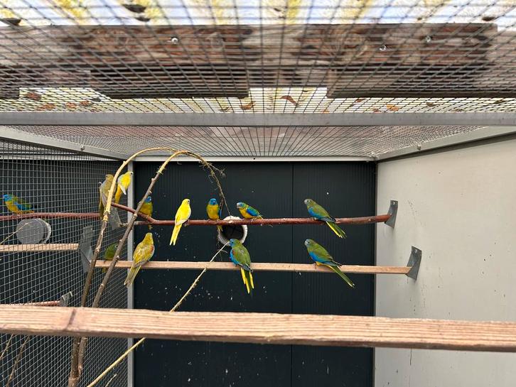 Turquoisine, Dieren en Toebehoren, Vogels | Parkieten en Papegaaien, Parkiet, Meerdere dieren