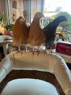 3 kippen, Vrouwelijk, Kip