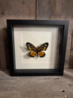 Zagreus vlinder in lijst, Ophalen of Verzenden, Nieuw, Insect, Opgezet dier