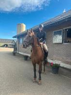 Te koop: Mooie koffie is allround ruin 146m, Dieren en Toebehoren, Pony's, B, Ruin, 3 tot 6 jaar, Gechipt