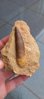 Top Plesiosaurus tand in matrix dinosaurus fossiel, Verzamelen, Mineralen en Fossielen, Ophalen of Verzenden, Fossiel