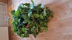 Mooie scindapsus, Ophalen of Verzenden, Halfschaduw, Minder dan 100 cm