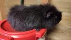 Cavia mannetje zwart Teddy, Dieren en Toebehoren, Mei, Mannelijk, Cavia