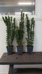 AANBIEDING! Euonymus japonicus Green Spire nu slechts €6,95-, Tuin en Terras, Ophalen of Verzenden, Overige soorten, Haag, Minder dan 100 cm