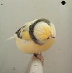 27 jonge gloster kanaries in 1 koop, Dieren en Toebehoren, Meerdere dieren, Postuurkanarie