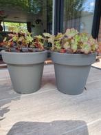 2 grijze buiten potjes met plantjes, Ophalen, Kunststof, Gebruikt, Minder dan 30 cm