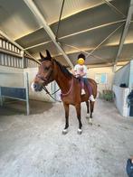 Gevraagd / gezocht, Dieren en Toebehoren, Gechipt, Ruin, B pony (1.17m tot 1.27m), 11 jaar of ouder