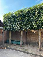 Leilinde, Tuin en Terras, Planten | Bomen, Ophalen, Volle zon, Overige soorten