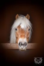 Geweldige allround en lieve 6 jarige Haflinger ruin, Dieren en Toebehoren, Paarden, Minder dan 160 cm, B, Ruin, 3 tot 6 jaar