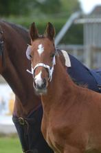 Super bewegend, Gelders gefokt hengstveulen, Dieren en Toebehoren, Minder dan 160 cm, Gechipt, Niet van toepassing, Dressuurpaard