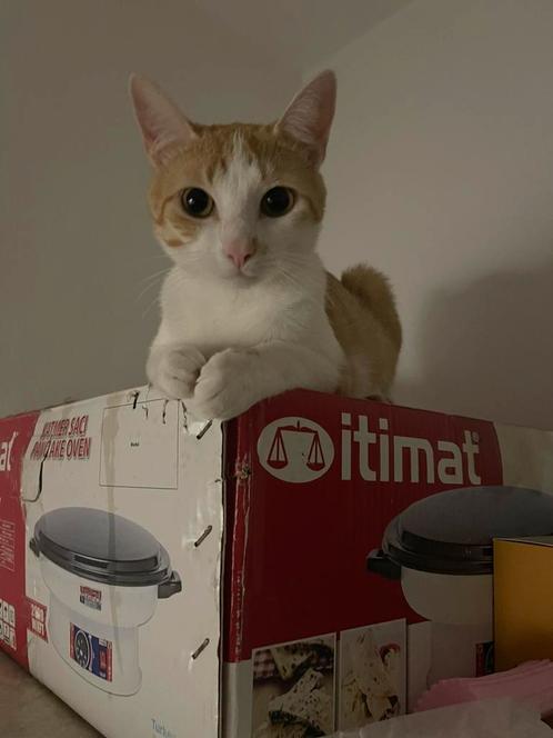 Tarcin is op zoek naar een gouden mand!, Dieren en Toebehoren, Katten en Kittens | Dekkaters, 0 tot 2 jaar
