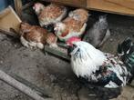 Broedeieren van de Grote Franse Faverolles zalmkleur, Dieren en Toebehoren, Geslacht onbekend, Kip