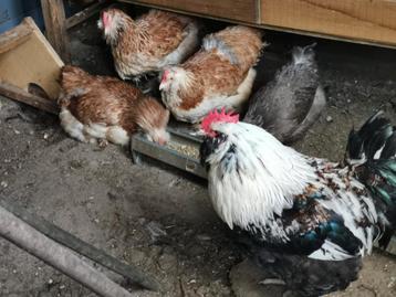 Broedeieren van de Grote Franse Faverolles zalmkleur beschikbaar voor biedingen