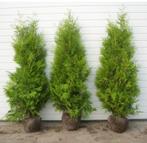 Coniferen 150-160 AANBIEDING, Ophalen of Verzenden, Conifeer, 100 tot 250 cm