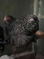 Verschillende kleuren cochin kriel hennen 2025, Dieren en Toebehoren, Pluimvee, Vrouwelijk, Kip