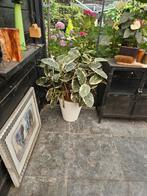 Kunstplanten, Tuin en Terras, Ophalen, Zo goed als nieuw, Rond, Minder dan 60 cm
