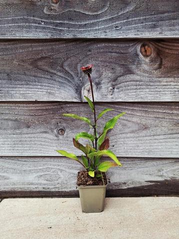 Zonnehoed (Echinacea 'Lakota Red')🌺 250 stuks beschikbaar voor biedingen