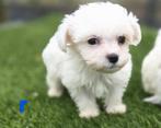 Te koop leuke kleine maltezer pups, Nederland, Overige rassen, CDV (hondenziekte), 8 tot 15 weken